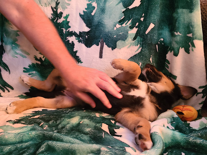 chinook puppy